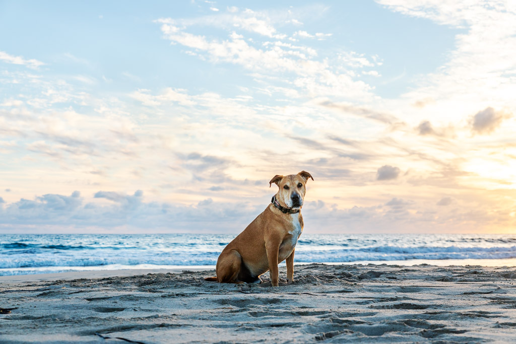 Dog on beach at sunset